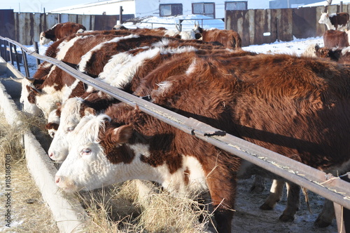 Cows graze in winter herd on farm eating hay from feeder under sunny sky
