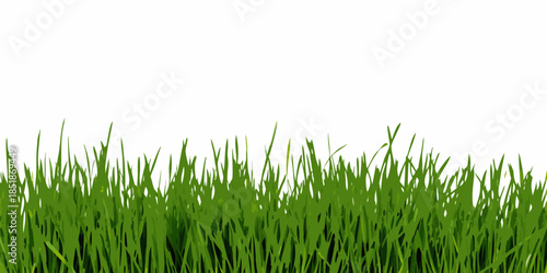 A simple view of lush green grass against a clean white background