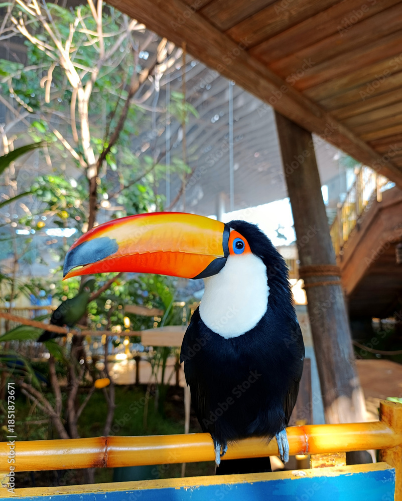 Obraz premium Toco toucan bird is sitting on a branch and looking at camera