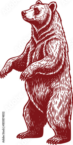Red Standing Bear Illustration with Detailed Fur Texture on White Background grizzly bear