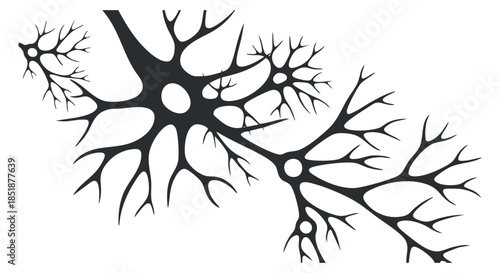 A detailed illustration of neurons with branching structures in black vector style, suitable for scientific and educational purposes
