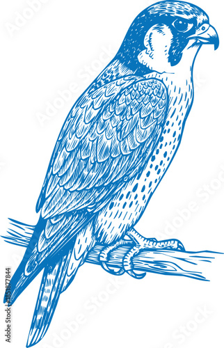 Blue Falcon Perched on Branch Woodcut Style Illustration bird raptor
