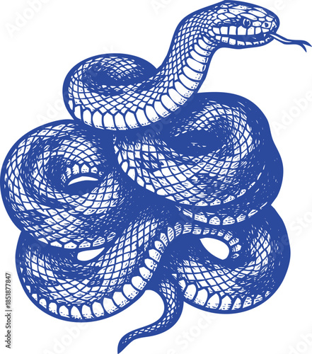 Blue ink sketch of a coiled snake with intricate scale patterns on a white background reptile
