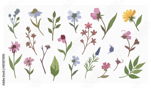 Wildflower watercolor botanical vector collection with leaves and floral elements isolated on transparent background