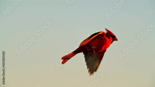 A vivid red cardinal in full flight against a soft, gradient sky with wings spread