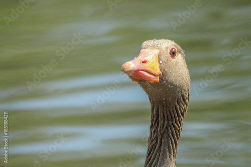 Greylag Goose Head with Water Droplets on Blurred Green Pond Close Up with copy space