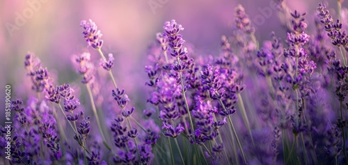 The lavender field at golden hour with soft bokeh and delicate purple blooms