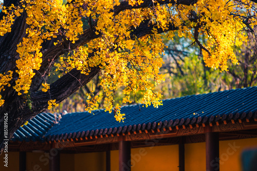 Autumn scenery of Helu Temple and its thousand-year-old ginkgo tree in Yantai, Shandong, China