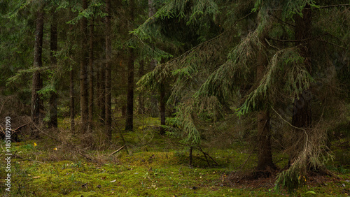Deep spruce forest. Photo of a natural, dense woodland with lush fir trees and mossy hummocks. Picturesque wild landscape. Side view in 16:9 format. Stock photography