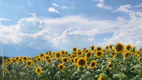 咲き誇るひまわりと青い夏空の入道雲