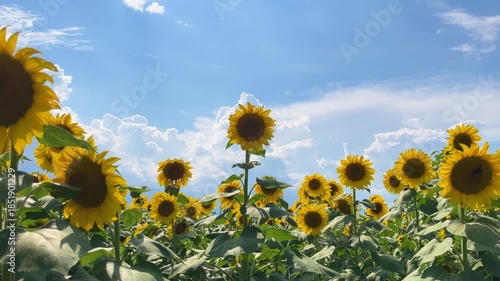 咲き誇るひまわりと青い夏空の入道雲