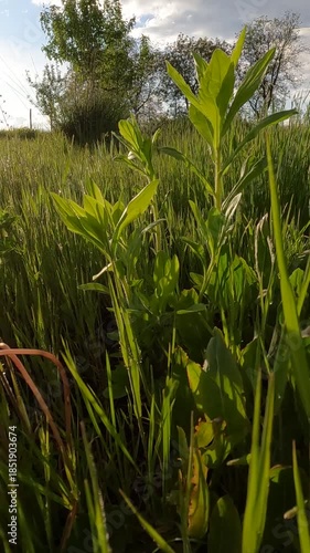 garden on a spring day at sunset. garden landscape against sunset. trees in the garden in spring. Ukrainian landscape 4K