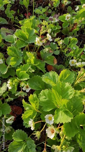 strawberry blossom in the garden. strawberry cultivation. frozen strawberry blossom Ukrainian landscape 4K
