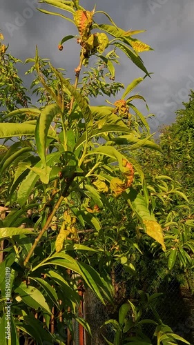 green leaves of a tree. tree leaf disease. disease on peach tree leaf. green leaves on peach tree branch. ukrainian landscape 4K