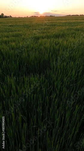 green wheat field. wheat field at sunset. green field and blue sky. landscape of a wheat field on a windy summer day. wheat field at sunset. Ukrainian landscape 4K