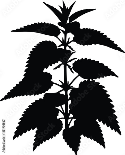 Silhouette nettle plant with serrated leaves Vector Illustration