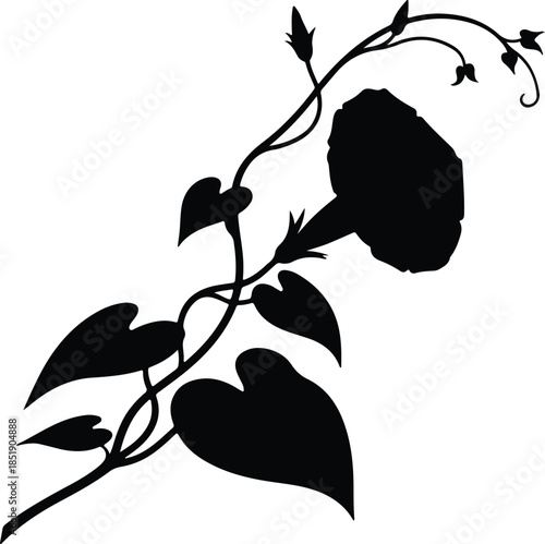 Silhouette of a blooming morning glory flower with twisting vines and leaves Vector Illustration