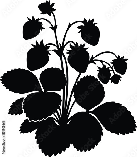 Silhouette strawberry plant with ripe fruits and green leaves Vector Illustration