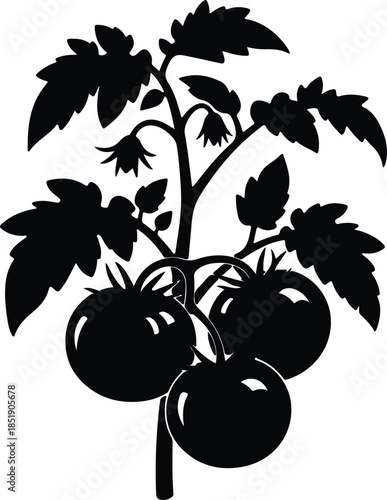 Silhouette tomato plant with unripe fruit and leaves Vector Illustration