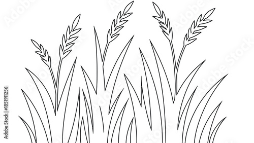 Elegant grass and wheat stalks in minimalist line art style