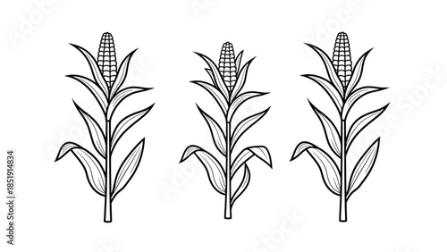 Three corn plants with mature ears and leaves