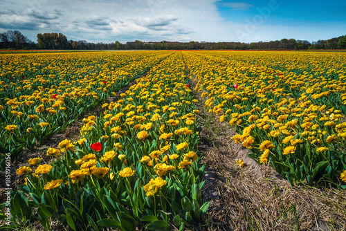 Fotografie Stunning flowery landscape with various yellow tulip fields in Netherlands