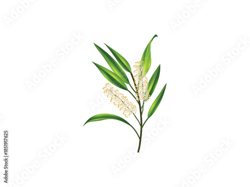 Flat vector illustration of green tea leaves, herbal plant artwork for organic natural health, cooking, eco friendly and decorative botanical design