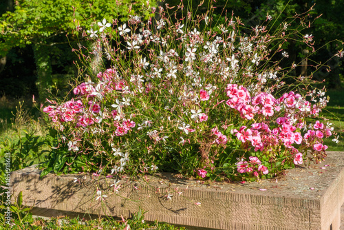 Gaura lindheimeri Prachtkerze Detail Pflanzung mit Pelargonien auf einer Mauerkrone