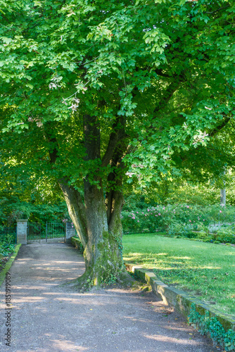 Acer campestre Feldahorn Detail Stamm eines mehrstämmigen Solitärbaumes