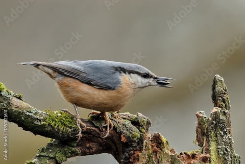 Eurasian nuthatch, Sitta europaea sitting on old wood in forest. With a sunflower in its beak