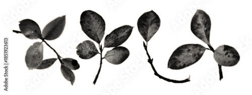 Grunge autumn leaves, silhouette print for a halftone style collage. Vintage sticker with dots cut out from an old magazine. Ink print photocopy with a dotted texture. Stylized stamps of autumn leaves