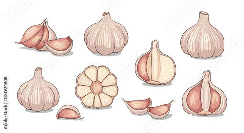 Comprehensive set of whole garlic bulbs and individual cloves, illustrating different forms for culinary use and health benefits.