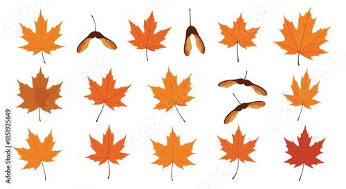 A diverse collection of vibrant autumn maple leaves in various shades of orange and red, along with their distinctive winged seeds, symbolizing the fall season.
