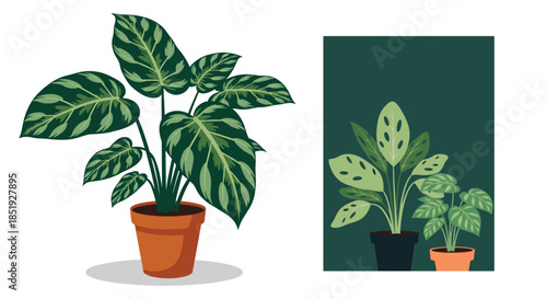 A set of beautiful potted houseplants with distinctively striped green leaves, adding elegance and a natural touch to any interior decor or living space.