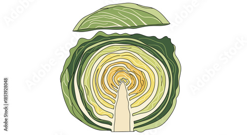 A detailed cross-section of a fresh green cabbage cut in half, revealing its intricate layered internal structure with a top slice.