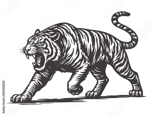 Powerful tiger stalking with bared teeth in detailed linocut style.