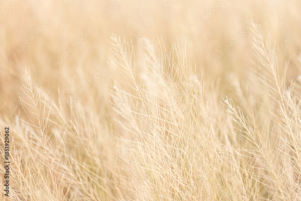 Fototapeta premium Soft focus on a brown grass background,nature background,Green grass in summer forest at sunset. Macro image, shallow depth of field. Abstract summer nature background.