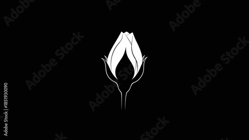 White Tulip Bud on Black Background.