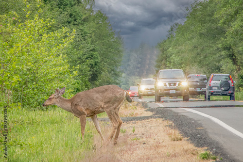 Mule Deer Doe Crossing Rural Highway with Traffic Under Stormy Sky with copy space