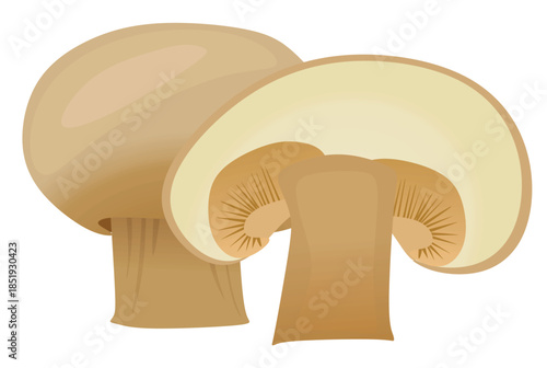 Mushroom champignon on white background. vector