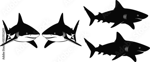 Shark illustration, silhouette comparison, black and white, detailed sketch, marine predator, ocean wildlife, fins, teeth, side view, front view
