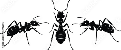 Silhouettes of ants in vector style, black and white insect illustration for entomology, anatomy, nature, pest control, graphic design themes