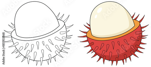 Rambutan peeled illustration of a detailed spiky shell and smooth inner fruit presented in a clean vector style suitable for creative food related design projects