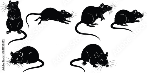 Silhouettes of rats in various poses for animal behavior, rodent anatomy, pest control, wildlife study, and vector illustration use.