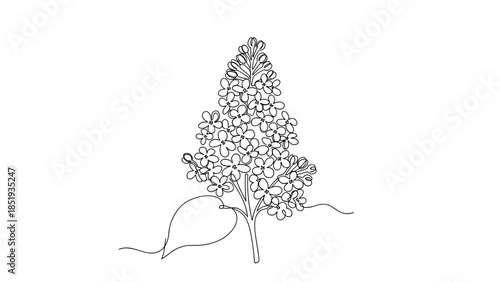 Line drawing of lilac flowers with leaves on white background  