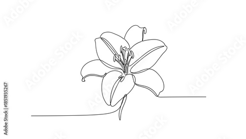 Simple line drawing of a lily flower on white background  