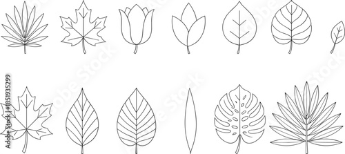Set of thin line botanical icons featuring various leaf outlines including maple monstera palm and tulip flower silhouettes isolated on white background flat vector illustration