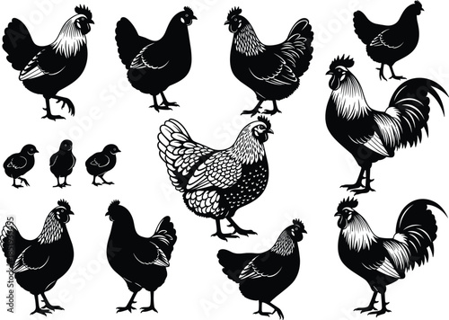 Chicken Silhouette Vector Set Featuring Rooster Hen and Chick Illustrations for Poultry Farm Branding Agriculture Industry Logos and Rural Design