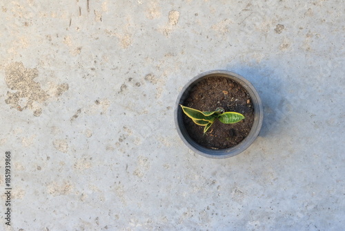 High angle view of snake plant (Dracaena trifasciata) in a grey pot positioned on concrete floor. The plant has just a few leaves that are variegated with shades of green and vibrant yellow edges.