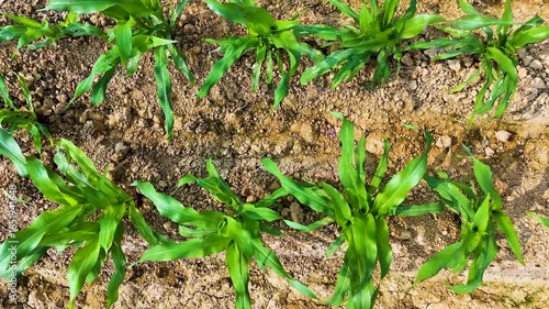 High-resolution aerial footage of corn farming, showcasing early vegetative growth, orderly field management, and eco-friendly cultivation methods.
